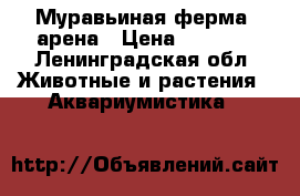 Муравьиная ферма  арена › Цена ­ 5 000 - Ленинградская обл. Животные и растения » Аквариумистика   